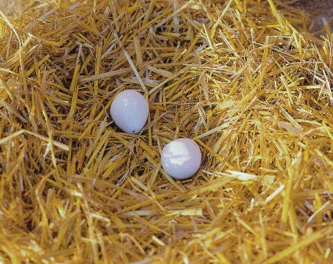 KERBL Nesteier aus Holz